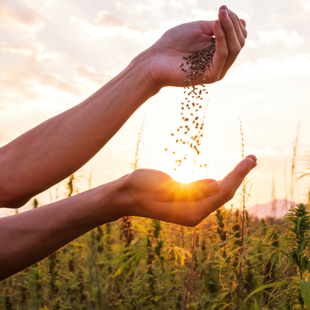 Hemp Hearts & Hulls For Horses