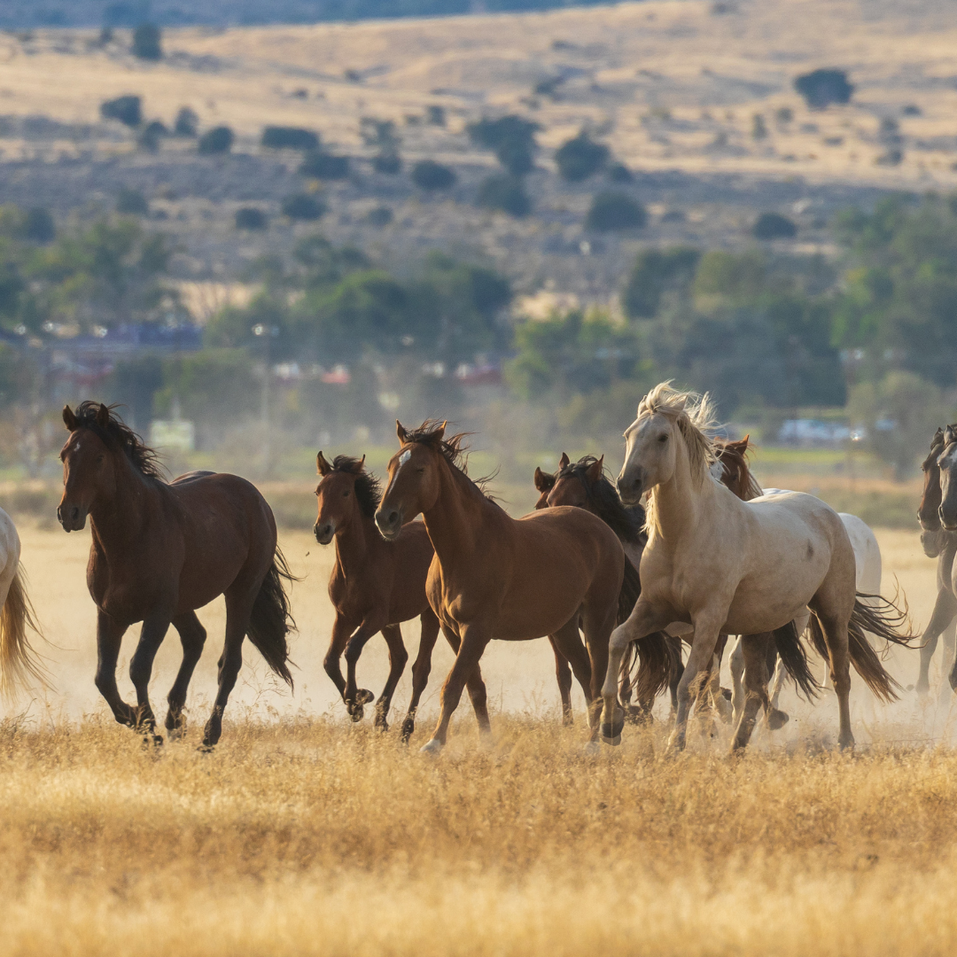 Hemp Horse